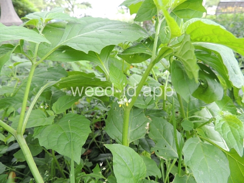 nightshade, eastern black